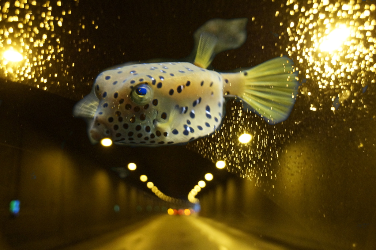 Ein Fisch schwebt im nächtlichen Gegenverkehr eines Tunnels